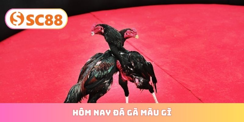 Hôm nay đá gà màu gì
